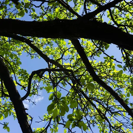 Gli Ulivi Sul Golfo E Le 5 Terre Διαμέρισμα