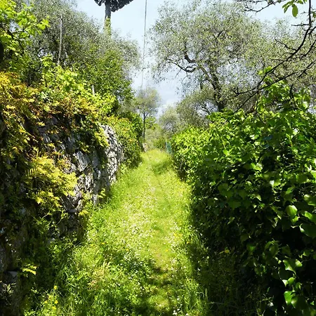 Gli Ulivi Sul Golfo E Le 5 Terre *