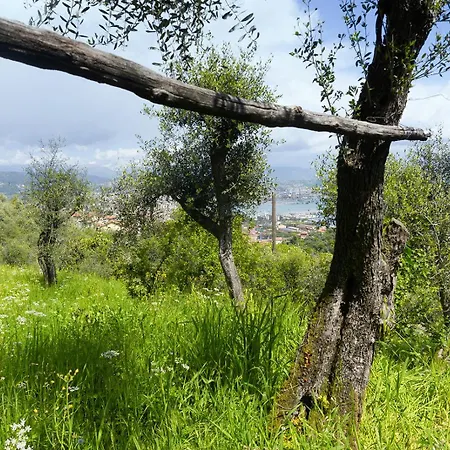 Gli Ulivi Sul Golfo E Le 5 Terre *