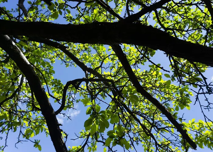 Gli Ulivi Sul Golfo E Le 5 Terre Διαμέρισμα