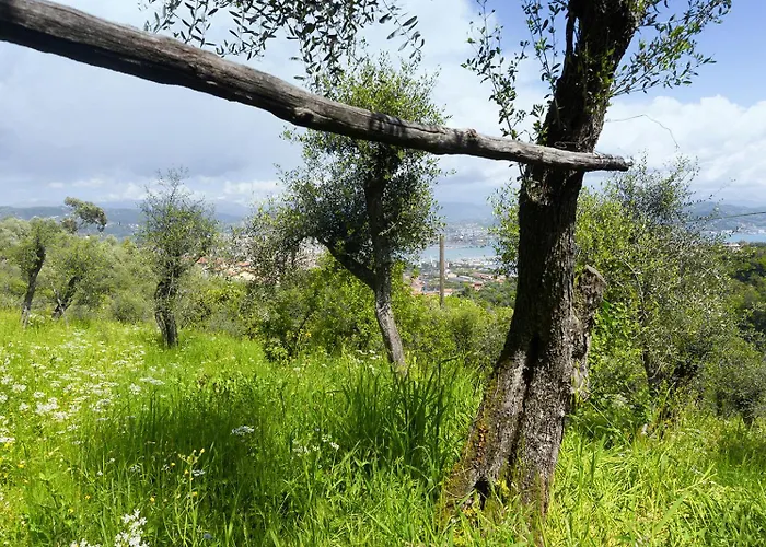 Gli Ulivi Sul Golfo E Le 5 Terre *