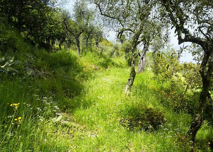 Gli Ulivi Sul Golfo E Le 5 Terre * لا سبيتسْيا