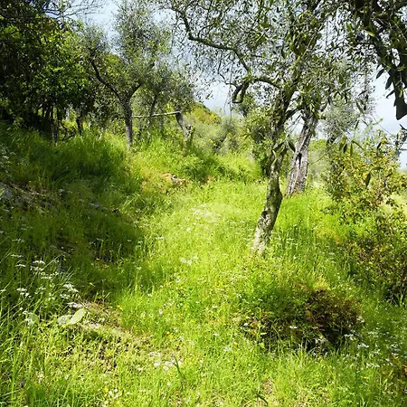 Gli Ulivi Sul Golfo E Le 5 Terre * 斯培西亚